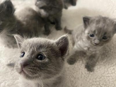 Lucys Adorable Mixed Babies - Russian Blue - Gallery Photo #1