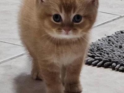 Sunshine Litter - Scottish Fold - Gallery Photo #1