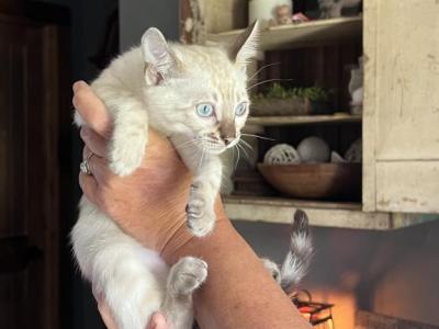 Seal Lynx Point - Bengal - Gallery Photo #1