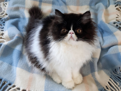 C F A Black Bicolor Male Persian Kitten - Persian - Gallery Photo #1