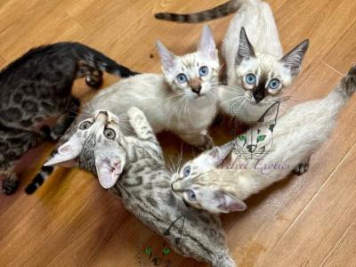 Bengal Kittens - Bengal - Gallery Photo #1