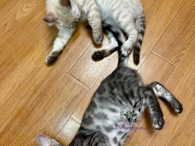 Exotic Bengals - Bengal - Gallery Photo #1