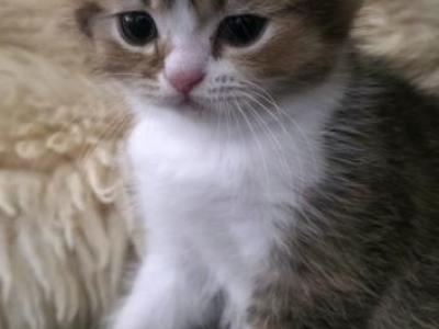 Mimo - British Shorthair - Gallery Photo #1