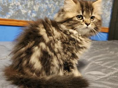 Nala - Persian - Gallery Photo #1