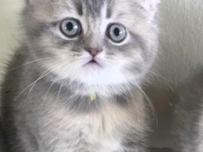Lido - Scottish Fold - Gallery Photo #1