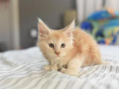 Ginger Poly Maine Coon Boy - Maine Coon - Gallery Photo #1