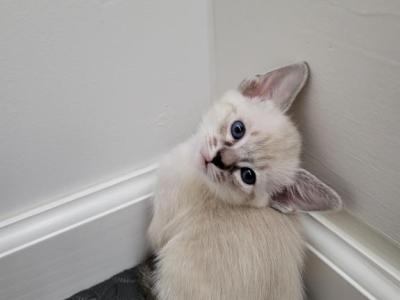 Lynx Seal Point Girl - Siamese - Gallery Photo #1