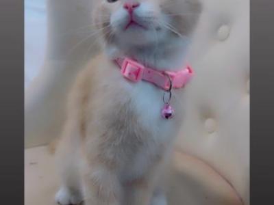 Beautiful  Kitten - American Shorthair - Gallery Photo #1