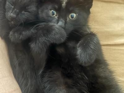 Kiki - Domestic - Gallery Photo #1