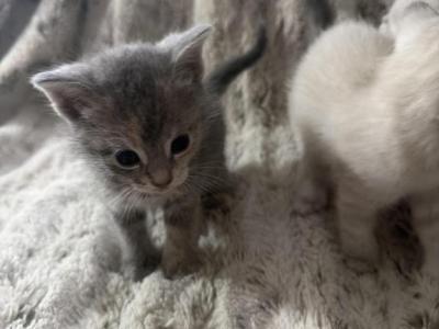 Siamese Persian Mix - Siamese - Gallery Photo #1