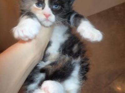 Max - Maine Coon - Gallery Photo #1