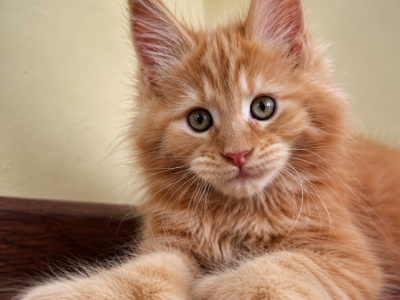 Boy V43 - Maine Coon - Gallery Photo #1
