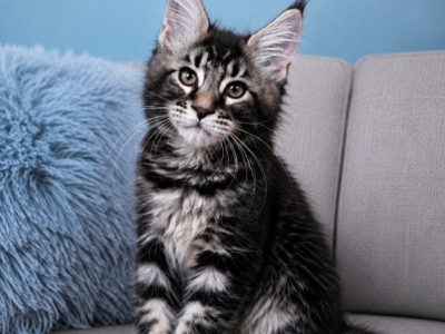 Boy V57 - Maine Coon - Gallery Photo #1