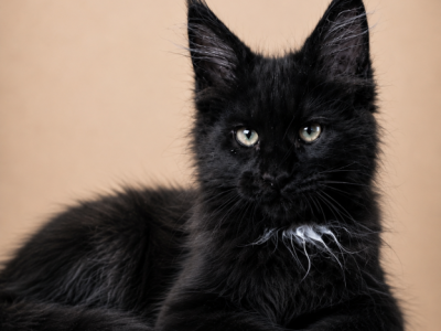 Boy V59 - Maine Coon - Gallery Photo #1