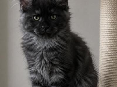 Girl V60 - Maine Coon - Gallery Photo #1