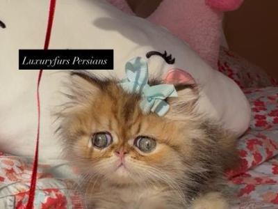 Malaki - Persian - Gallery Photo #1