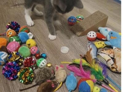 Leo - Domestic - Gallery Photo #1