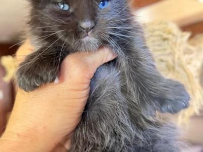 Odd Eyed Polydactyl Male Maine Coon Kitten - Maine Coon - Gallery Photo #1