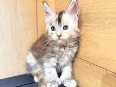 Shaded Line Polydactyl Tortie Female - Maine Coon - Gallery Photo #1