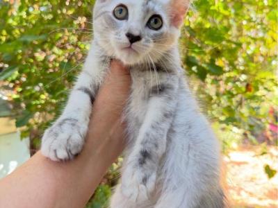High Silver Female - Maine Coon - Gallery Photo #1