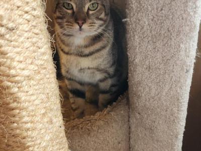 Scar And Mufasa - Bengal - Gallery Photo #1