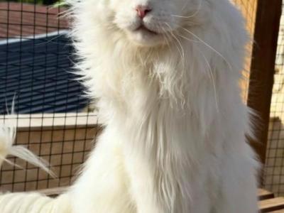 Leo - Maine Coon - Gallery Photo #1