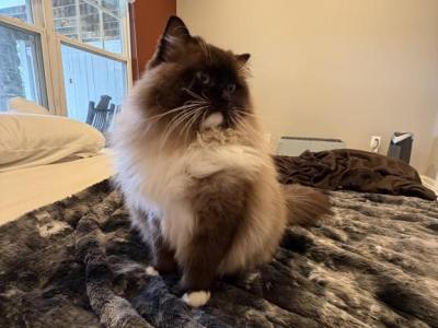 Teddy - Ragdoll - Gallery Photo #1