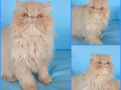 Playful Baby Boy Kitten Exotic Longhair Persian - Exotic - Gallery Photo #1