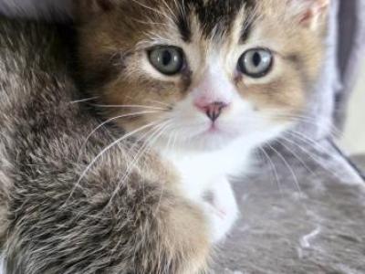 Bibo - British Shorthair - Gallery Photo #1
