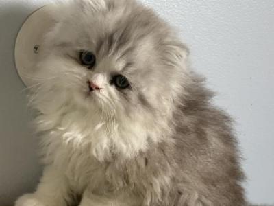 Lee - Persian - Gallery Photo #1