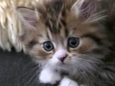 Leo - Persian - Gallery Photo #1