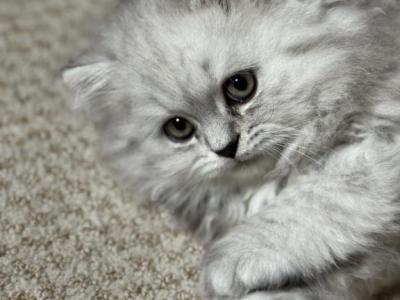 Zoke - Persian - Gallery Photo #1