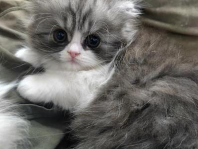 Baw - Persian - Gallery Photo #1