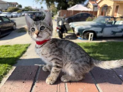 Garfield - Bengal - Gallery Photo #1