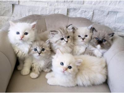 Summer Breeze Litter - Ragdoll - Gallery Photo #1