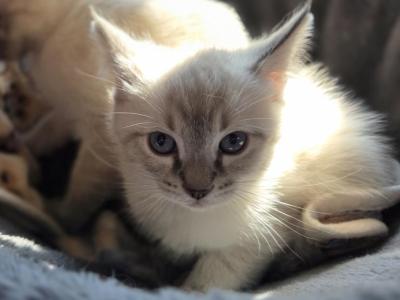Summer Kittens - Ragdoll - Gallery Photo #1