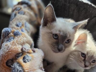 Ragamese - Siamese - Gallery Photo #1