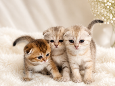 Scottish Folds - Scottish Fold - Gallery Photo #1
