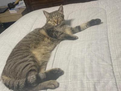 Woody - Domestic - Gallery Photo #1