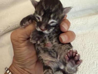 Caribbean Coons Kittens - Maine Coon - Gallery Photo #1