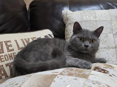 Leo - British Shorthair - Gallery Photo #1