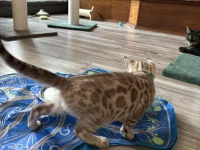 Kyndle Turquoise Collar - Bengal - Gallery Photo #1