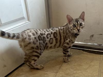 Olivine Purple Collar - Bengal - Gallery Photo #1