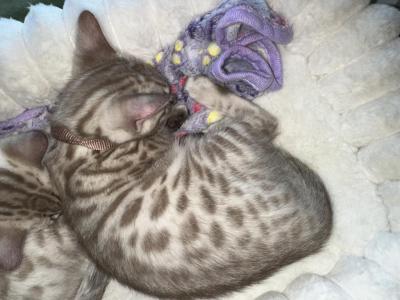 Ty Brown Collar - Bengal - Gallery Photo #1