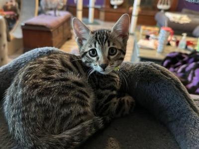 Violet Green Collar - Bengal - Gallery Photo #1