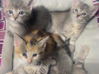 Kittens - Siamese - Gallery Photo #1