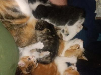 6 05Toed Hemingway Ships Cats - Exotic - Gallery Photo #1