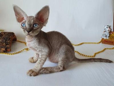 Semen - Devon Rex - Gallery Photo #1