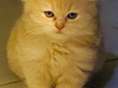 Red Cream Persian - Persian - Gallery Photo #1