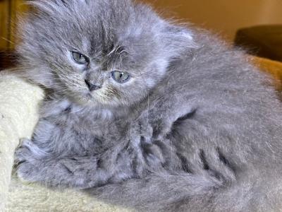 Peppers Persian - Persian - Gallery Photo #1